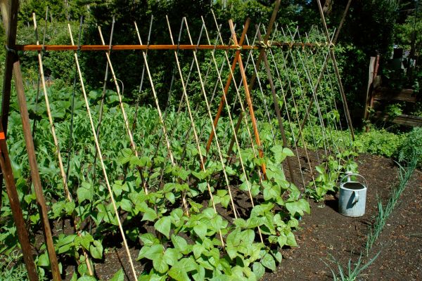 Jardim Orgânico: Cultivando a Natureza em Harmonia