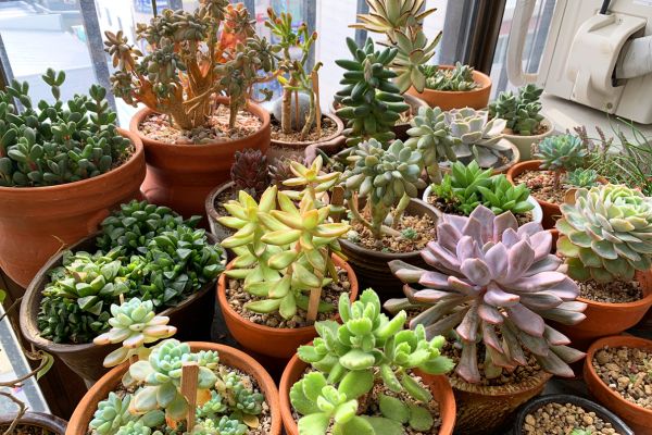 Suculentas que Dão Flores: Beleza Duradoura para seu Espaço