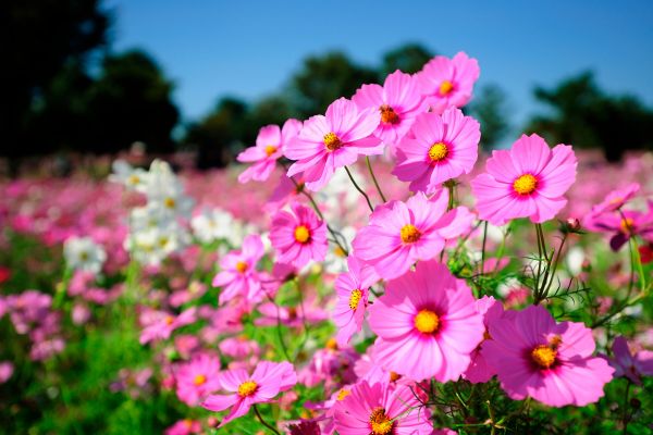 Desvendando a Esplendorosa Planta Cosmos: Um Festival de Cores para seu Jardim