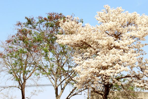 Ipe-Branco-A-Beleza-Encantadora-da-Natureza-em-Flor